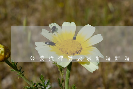 公婆找律師要求離婚(離婚找律師嗎)