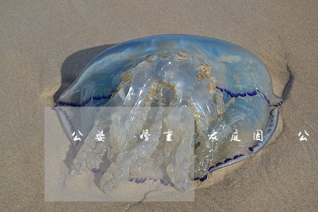 公婆離婚重組家庭(因為公婆離婚)