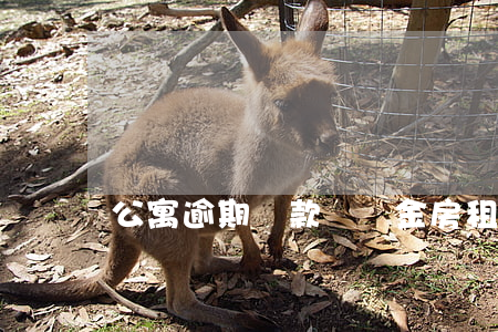 公寓逾期還款滯納金(房租遲交收滯納金)