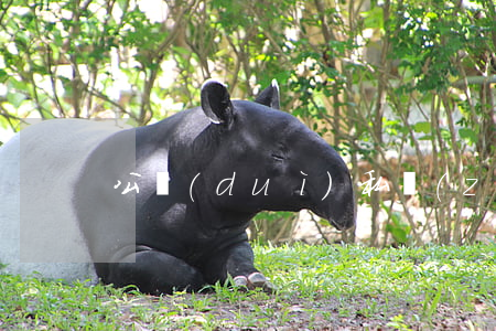 公對(duì)私轉(zhuǎn)賬