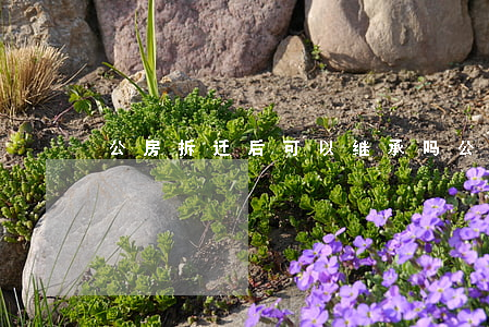 公房拆迁后可以继承吗(公房拆迁规定)