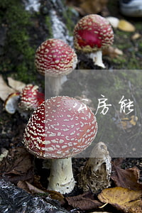 公房能繼承嗎(公管房可以繼承嗎)