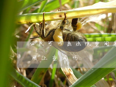 公民可以去法院查询案件吗(法院诉讼可以从网上查询吗)