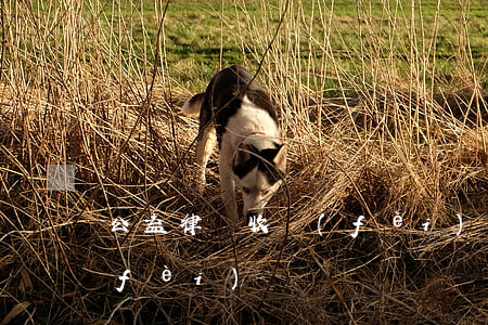 公益律師收費(fèi)嗎(公益律師收費(fèi)嗎)