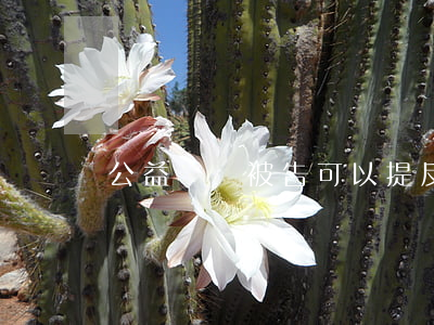 公益訴訟被告可以提反訴嗎(公益訴訟能上訴嗎)
