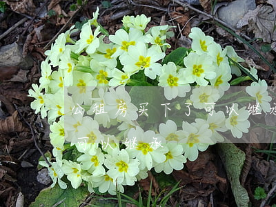 公租房买下了可以继承吗(公租房买断后子女可以继承)