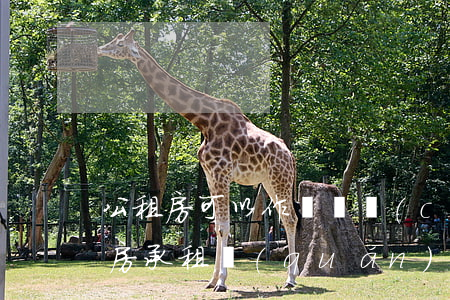 公租房可以作為遺產(chǎn)繼承嗎(公房承租權(quán)繼承遺囑)