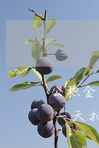 公积金房贷逾期滞纳金怎么算的-房贷逾期一天扣多少滞纳金