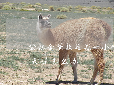 公积金贷款逾期一小时(公积金还贷款逾期一天,该怎么办)