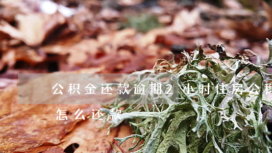 公积金还款逾期2小时(住房公积金逾期一天怎么还款)