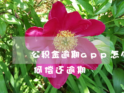 公积金逾期app怎么处理(公积金APP如何偿还逾期)