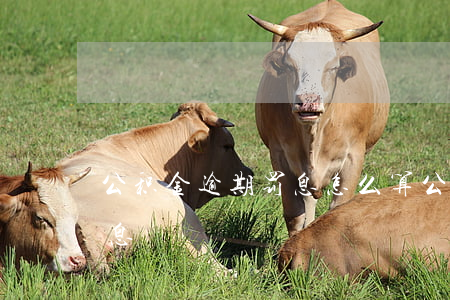 公积金逾期罚息怎么算（公积金逾期怎么算利息）