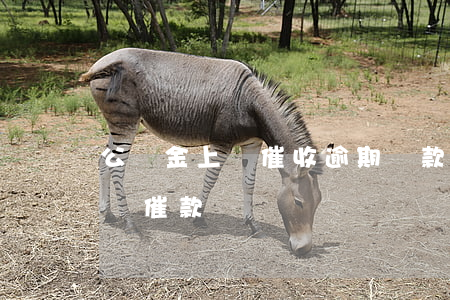 公積金上門催收逾期貸款(公積金欠款誰打電話催款)