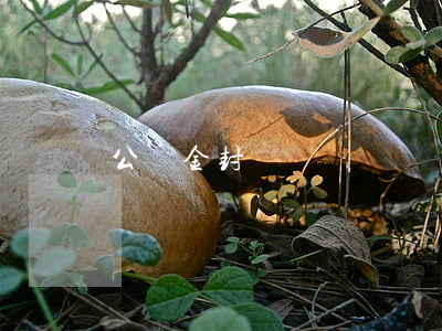 公積金封頂