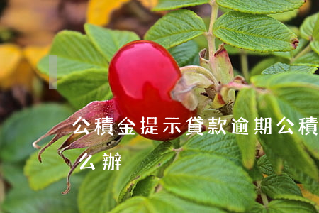 公積金提示貸款逾期(公積金貸款顯示逾期怎么辦)