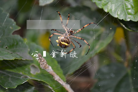 公積金新政