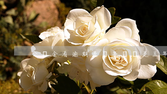 公積金看逾期是兩年內還是五年內