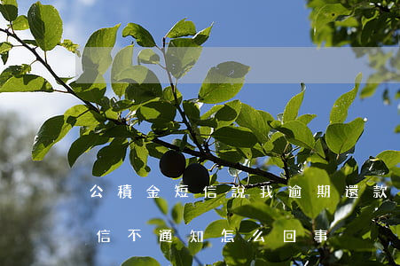 公積金短信說我逾期還款(公積金貸款還款短信不通知怎么回事)