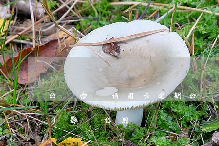 公積金與信用卡逾期(公積金逾期會(huì)影響信用嗎)