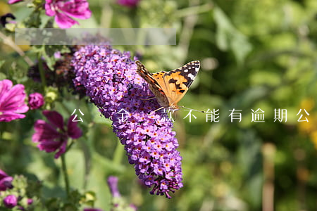 公積金貸款不能有逾期(公積金房貸逾期)