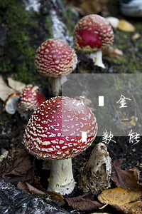 公積金貸款以前有過逾期(有逾期住房公積金貸款能貸下來嗎)