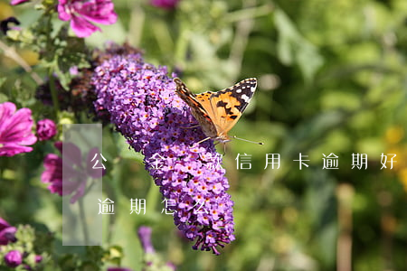 公積金貸款信用卡逾期好幾年(公積金信用貸逾期怎么辦)