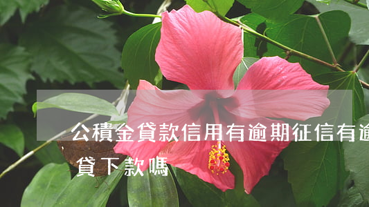 公積金貸款信用有逾期(征信有逾期公積金能貸下款嗎)