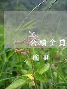公積金貸款可以逾期多久(公積金逾期多久算逾期)