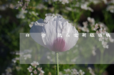 公積金貸款已逾期短信(收到公積金逾期短信)