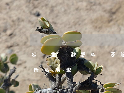 公積金貸款怎么還不起(公積金貸款還不上有什么后果)