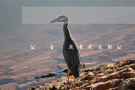 公積金貸款要求逾期(公積金貸款逾期可以申訴嗎)