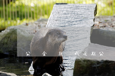 公積金貸款說我逾期(公積金房貸逾期)