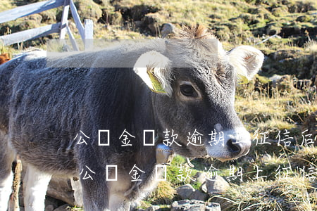 公積金貸款逾期上征信后如何補(bǔ)救(公積金貸款逾期上征信了怎么辦)