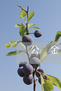 公積金貸款逾期去哪還(公積金逾期怎么辦)