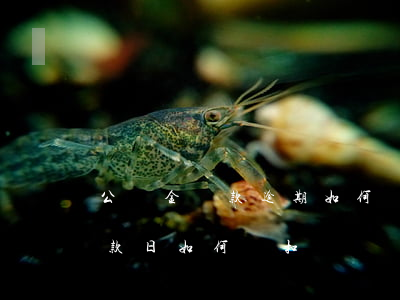 公積金貸款逾期如何補交(公積金貸款錯過還款日如何補扣)