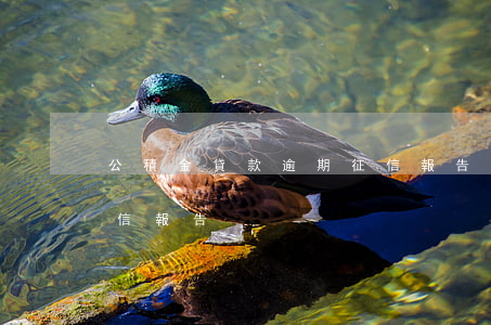 公積金貸款逾期征信報告(公積金貸款逾期征信報告)