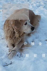 公積金貸款逾期柜臺(tái)(銀行貸款逾期能提公積金嗎)