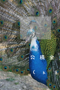 公積金貸款逾期結(jié)清證明怎么開(kāi)-