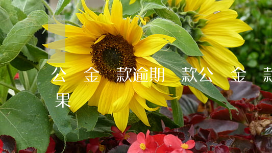 公積金貸款逾期還款(公積金貸款逾期還款后果)