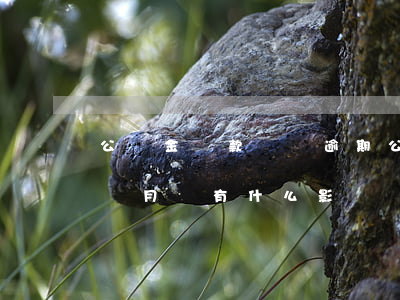 公積金貸款還貸逾期(公積金貸款還貸逾期4個月會有什么影響)