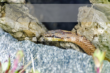 公積金賬戶余額足夠還款逾期
