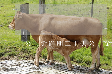 公積金逾期二十天(公積金扣款逾期了2天)