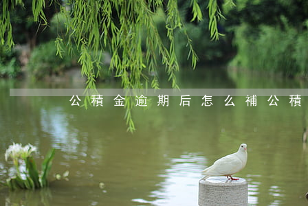 公積金逾期后怎么補(公積金逾期后怎么補)