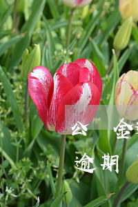 公積金逾期還款一天(公積金貸款逾期一天算逾期嗎)