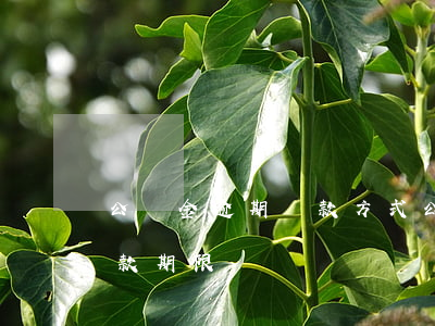 公積金逾期還款方式(公積金貸款逾期怎么還款期限)