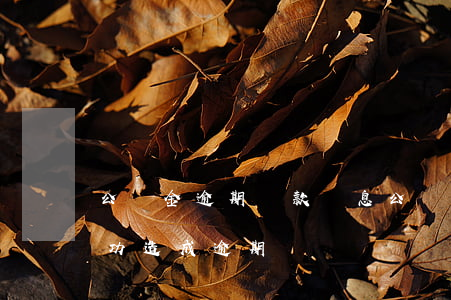 公積金逾期還款罰息(公積金還款當日沒扣成功,造成逾期)