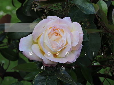 公積金逾期風(fēng)險-公積金逾期會影響信用嗎