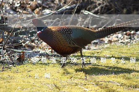公積金還房貸逾期怎么辦(房貸還款逾期了怎么辦)