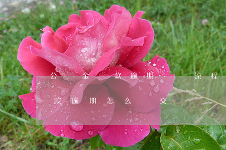 公積金還款逾期補繳流程(住房公積金貸款還款逾期怎么補交)