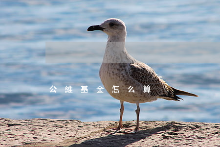 公維基金怎么算